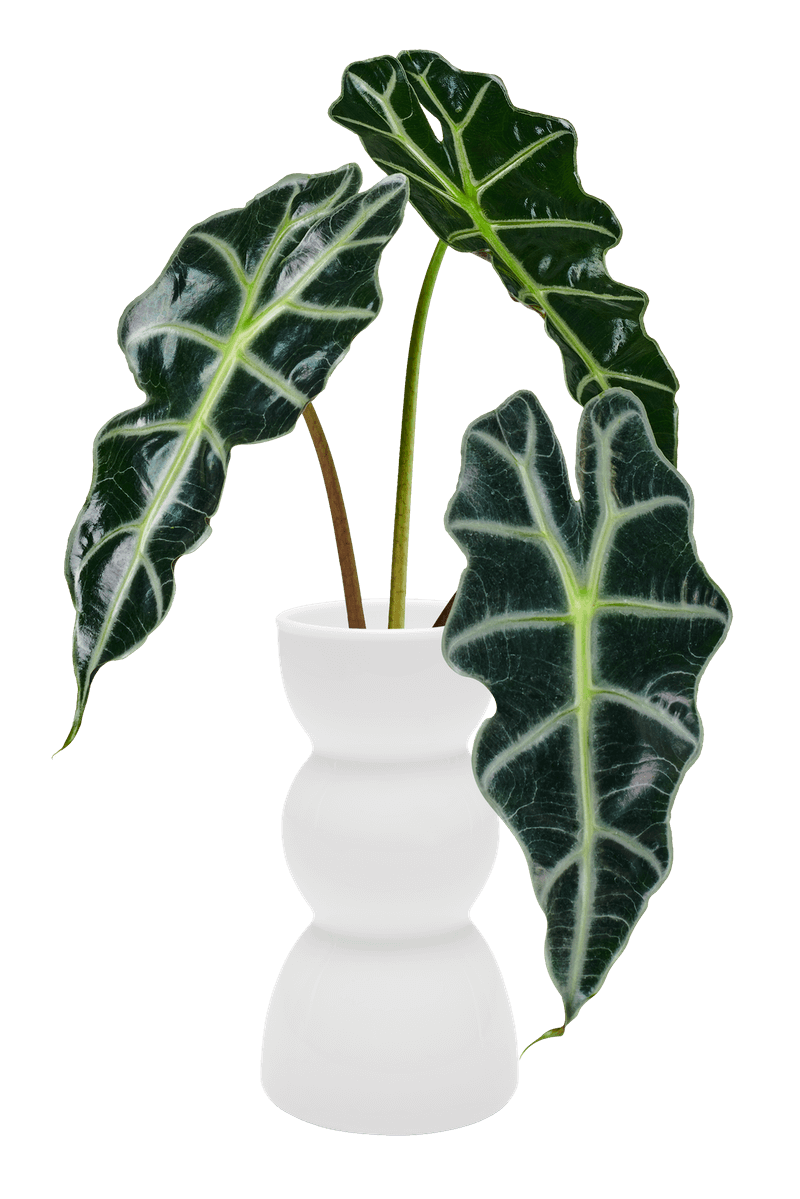 Alocasia Polly
