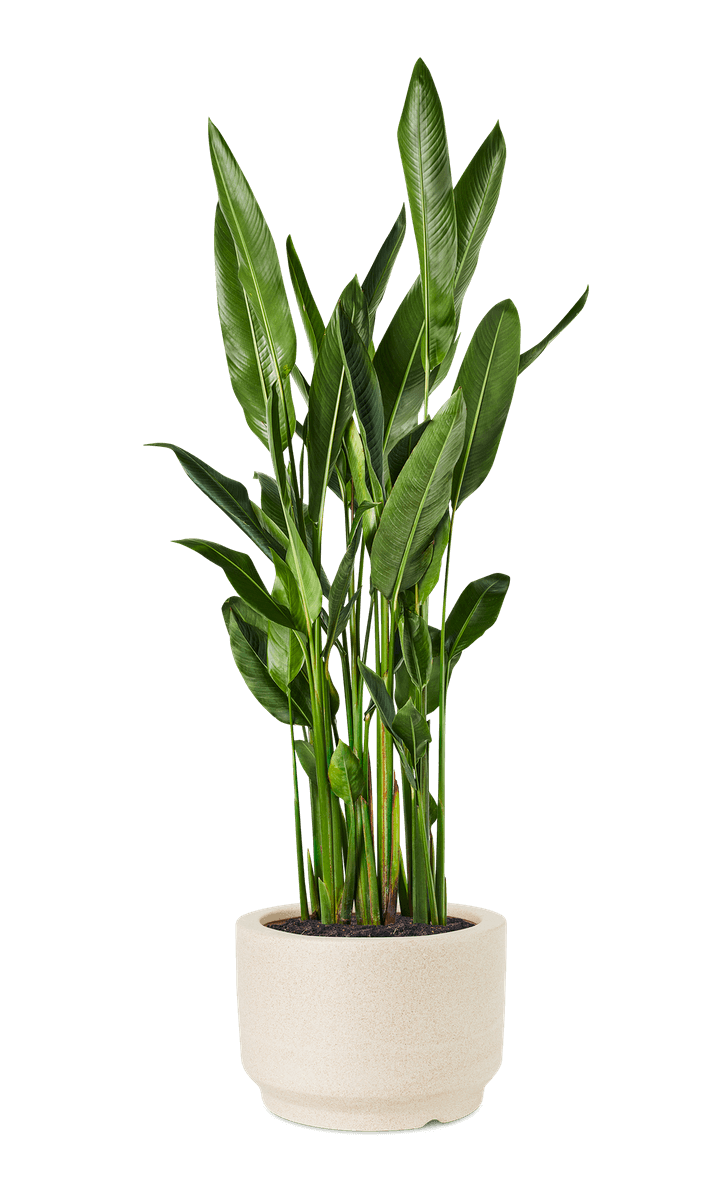 Bird of Paradise