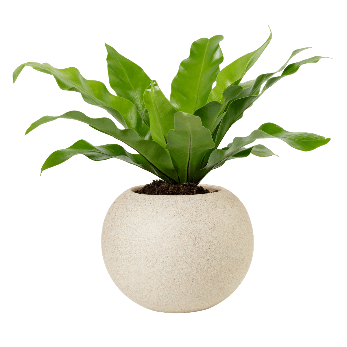 Birds Nest Fern