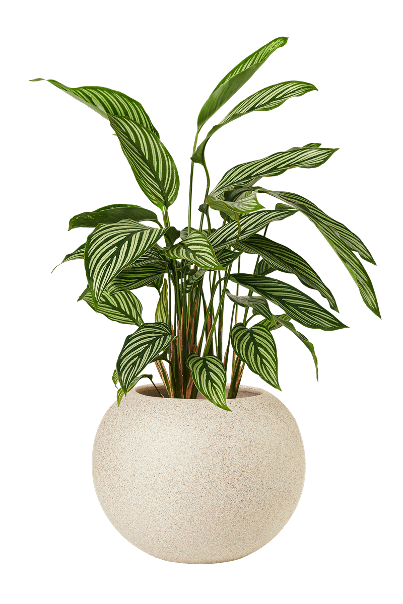 Calathea Vittata