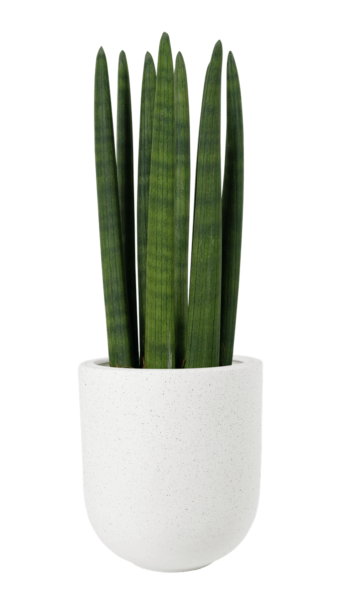 Cylindrical Snake Plant