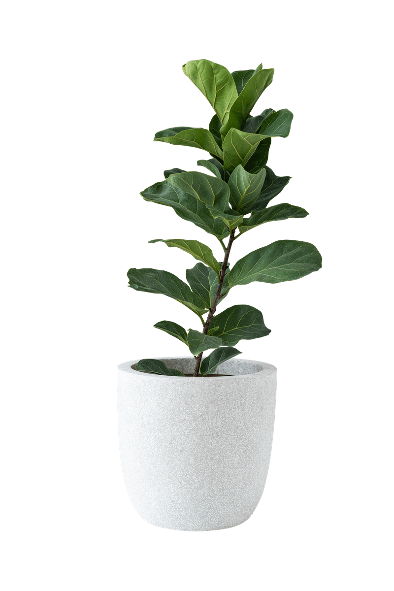 Fiddle Leaf Fig