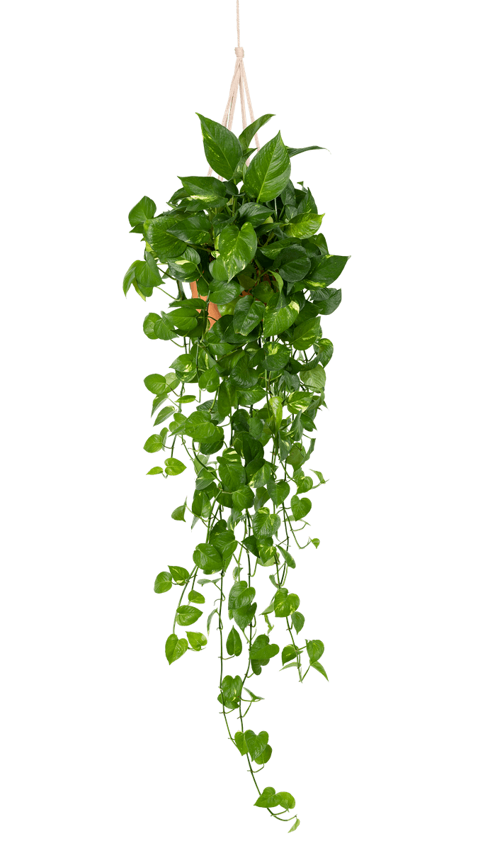Hanging Marble Pothos
