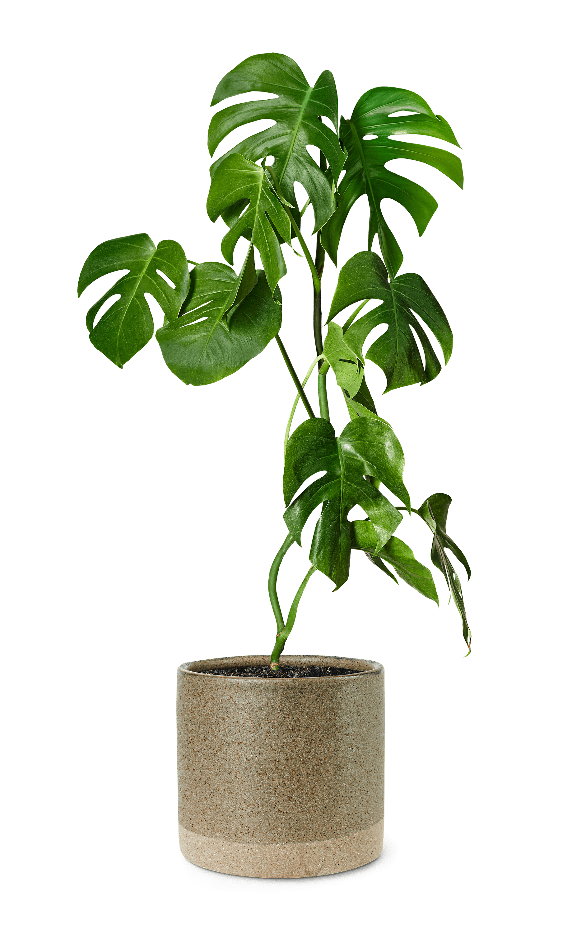 Monstera