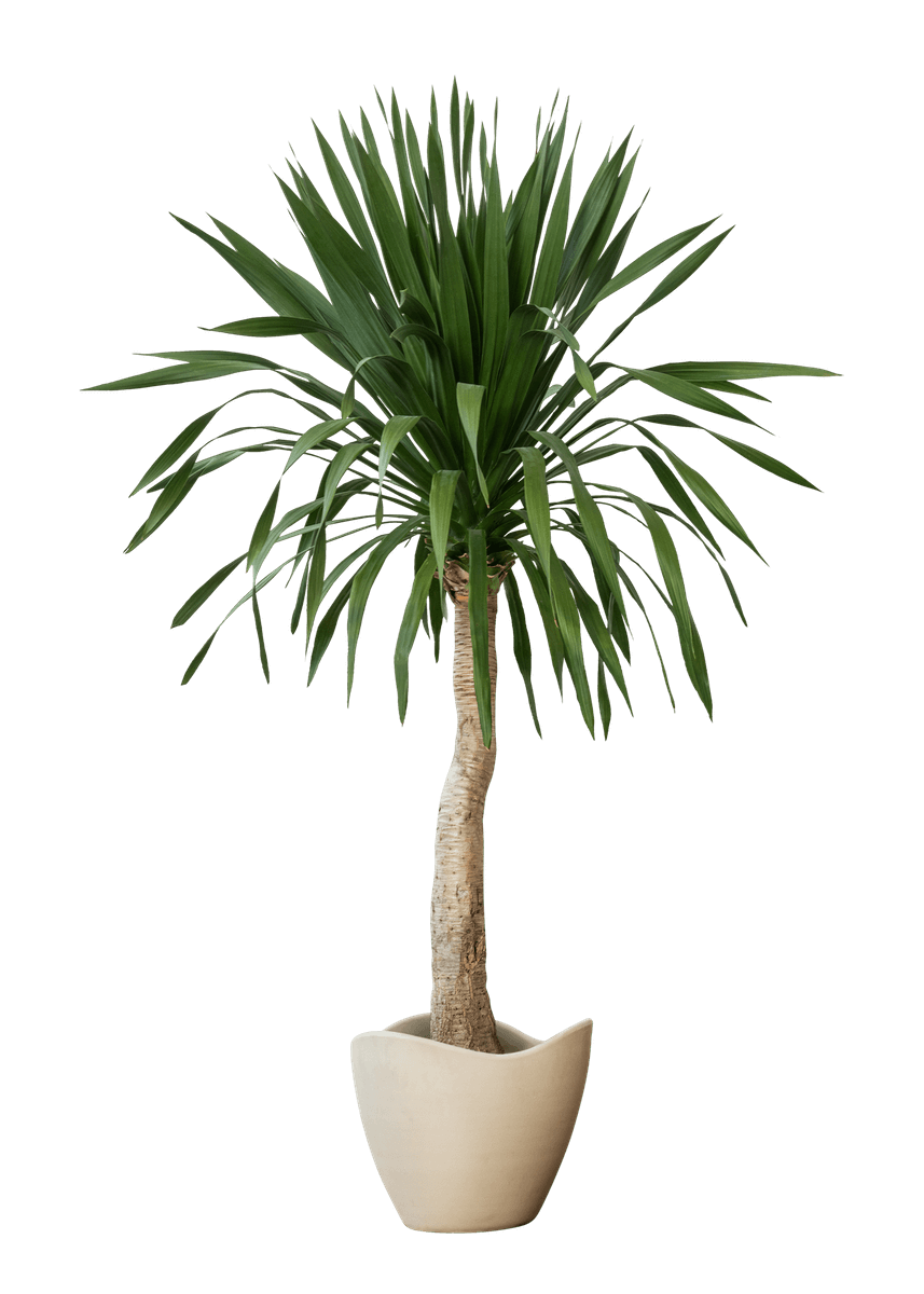 Palm Tree