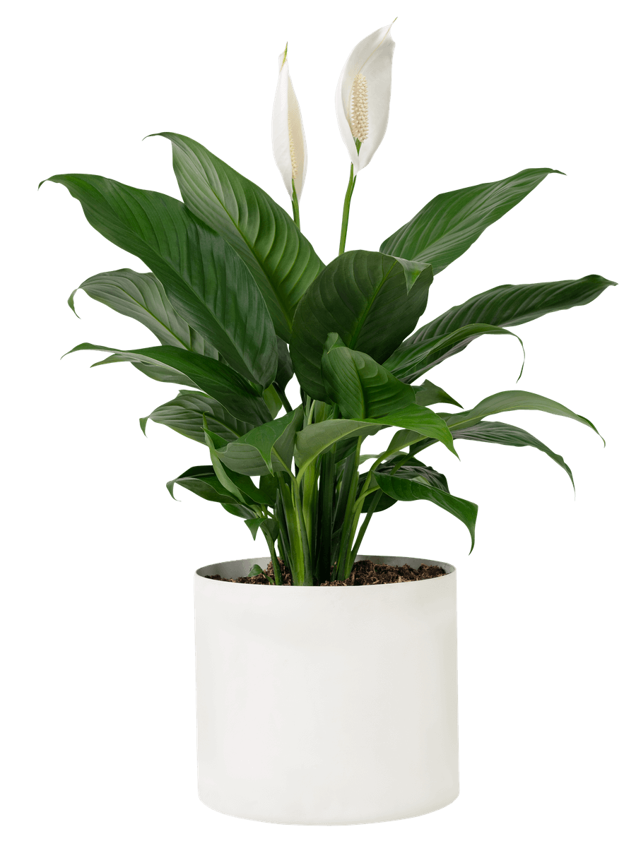 Peace Lily