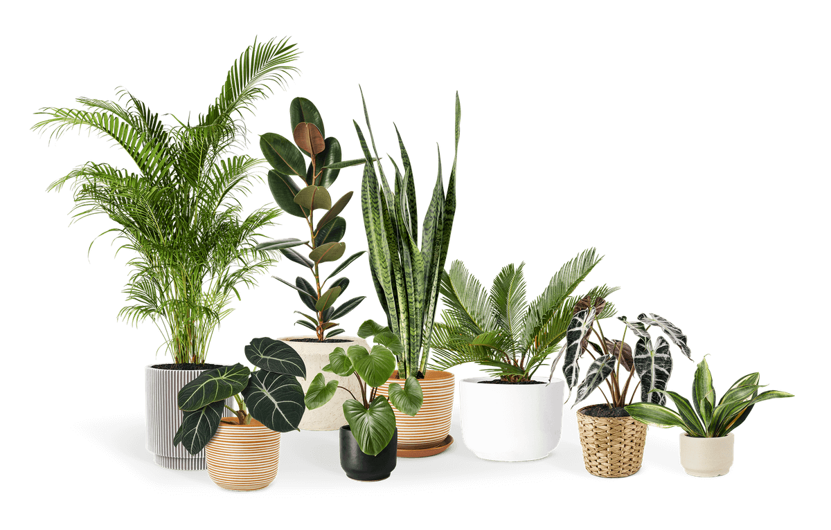 plants