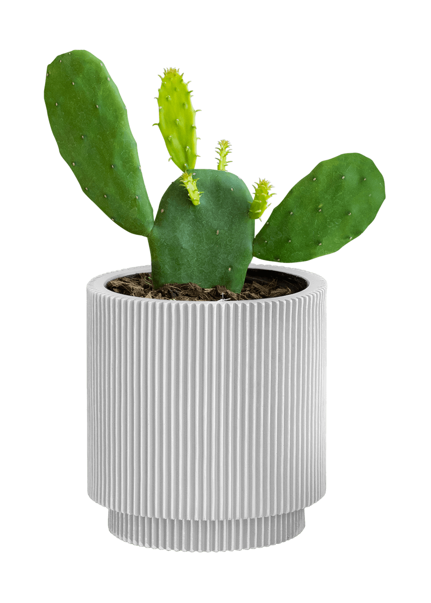 Prickly Pear Cactus