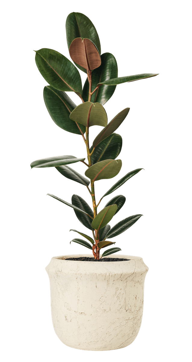 Rubber Plant