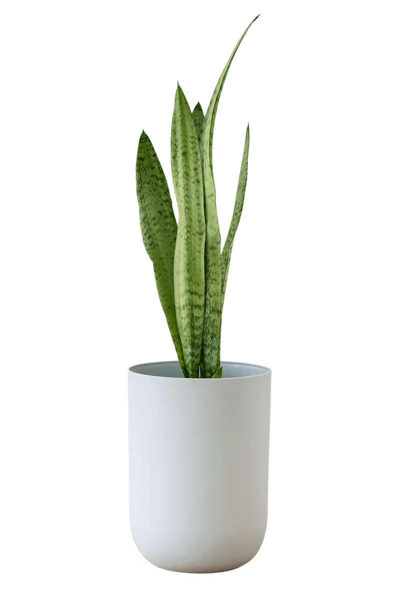 Snake Plant