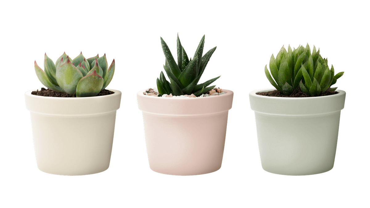 succulent