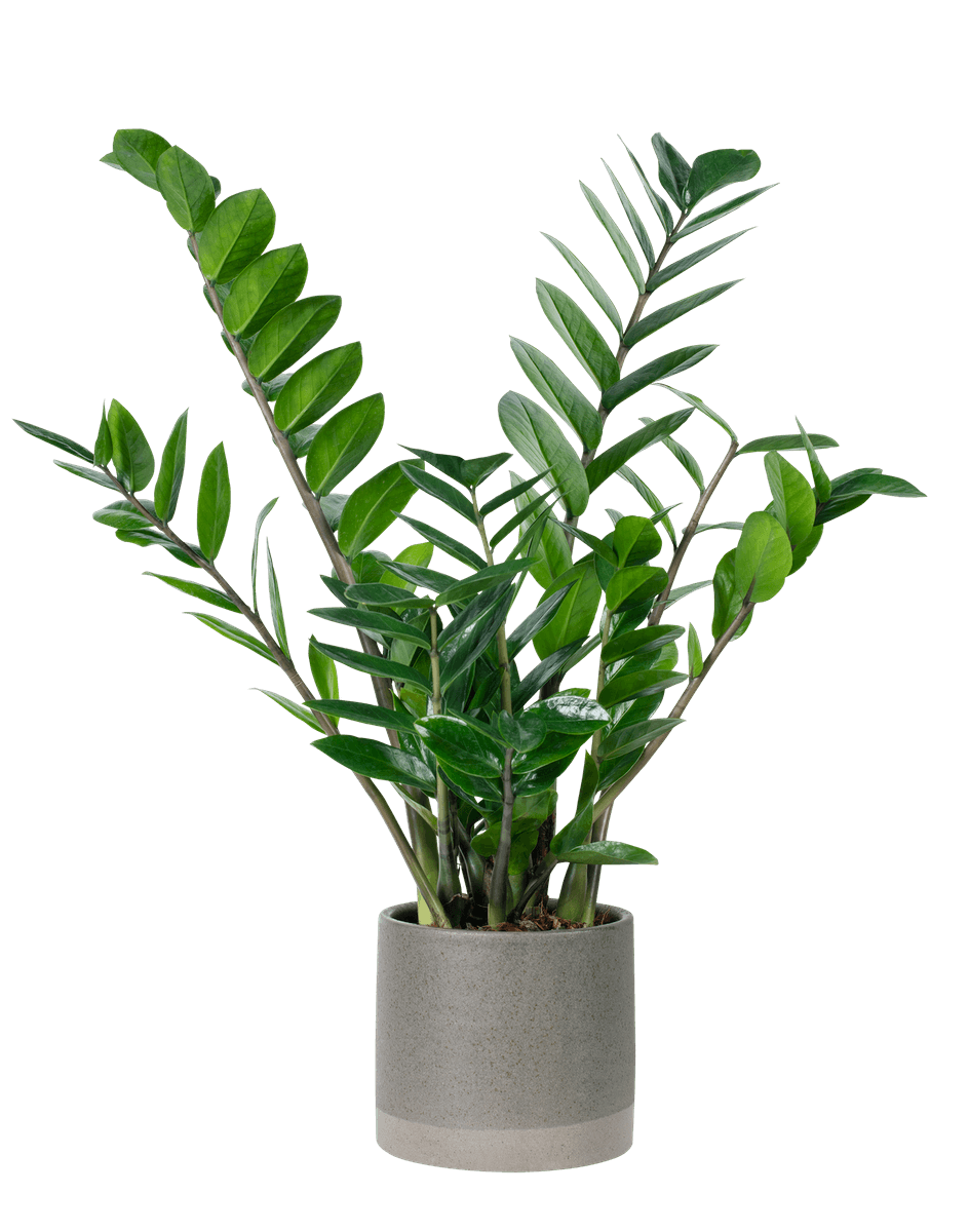 ZZ Plant